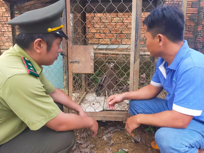 Phát hiện cá thể Diều hoa Miến Điện nguy cấp, quý hiếm ảnh 2