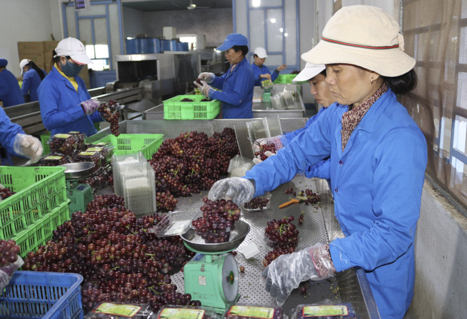 Sơ chế, đóng gói sản phẩm nho tại Trang trại nho Ba Mọi (xã Phước Thuận, huyện Ninh Phước, tỉnh Ninh Thuận). Ảnh: Nguyễn Thành – TTXVN Phát triển kinh tế xanh - tuần hoàn từ sản phẩm OCOP ảnh 3
