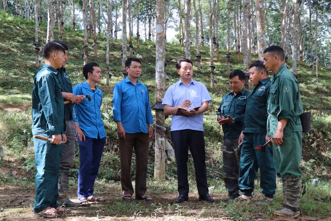 Những đảng viên đưa “vàng trắng” cắm rễ trên đất Điện Biên ảnh 1