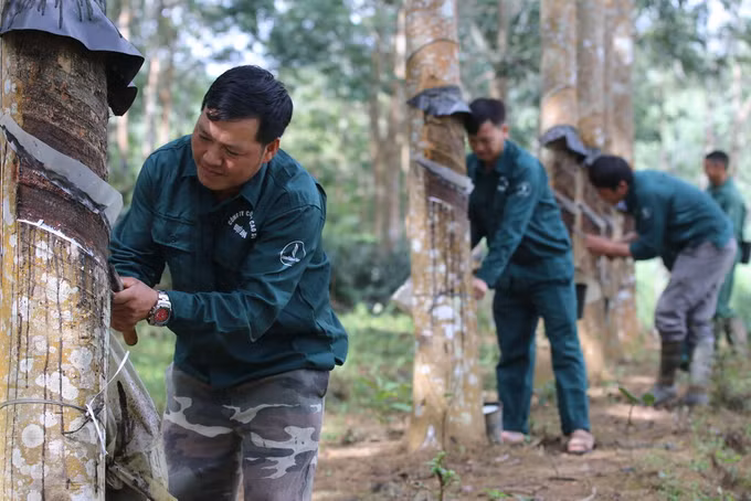 Những đảng viên đưa “vàng trắng” cắm rễ trên đất Điện Biên ảnh 2