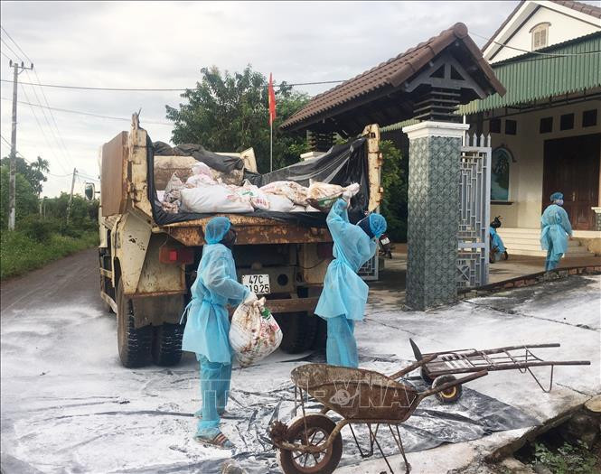 Lực lượng chức năng vận chuyển gia cầm bị bệnh đi tiêu hủy. Ảnh: Tuấn Anh – TTXVN Quảng Trị công bố dịch bệnh cúm gia cầm H5N6 tại xã Vĩnh Lâm ảnh 1
