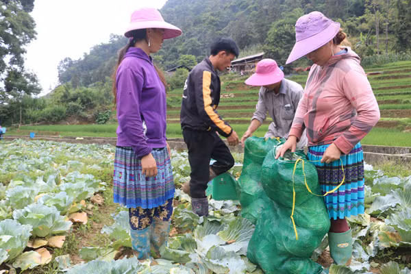 Trồng rau trái vụ - hướng thoát nghèo nơi vùng cao biên giới Lào Cai ảnh 1