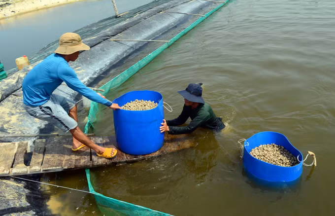 Hiệu quả từ nuôi ốc hương ở Ninh Thuận ảnh 4
