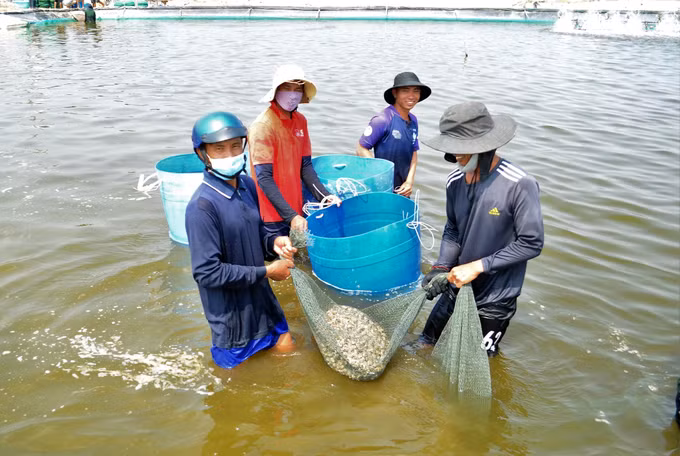 Hiệu quả từ nuôi ốc hương ở Ninh Thuận ảnh 5