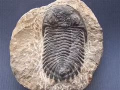 Đấu giá bộ xương hổ răng kiếm 40 triệu năm tuổi ảnh 1