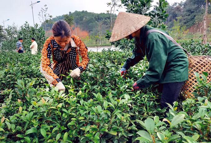 Xanh lại vùng chè trọng điểm Yên Bái ảnh 1