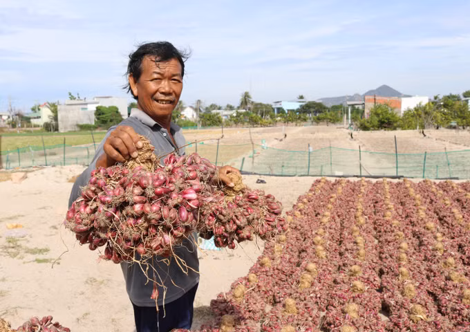 Người dân trồng hành tím trúng mùa, bán được giá cao ảnh 2