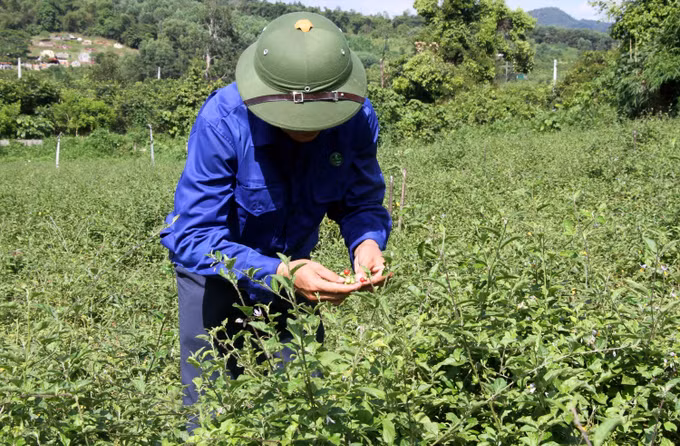 Triển vọng phát triển cây dược liệu trên vùng đất phía Tây Nghệ An ảnh 1