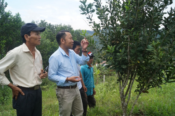 Mô hình cây mắc ca tại xã Sơn Bua, huyện Sơn Tây, tỉnh Quảng Ngãi. Ảnh:kinhtenongthon.vn Triển vọng cây mắc ca ở huyện vùng cao Quảng Ngãi ảnh 1