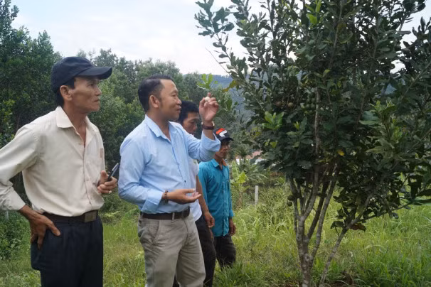 Triển vọng cây mắc ca ở huyện vùng cao Quảng Ngãi ảnh 1