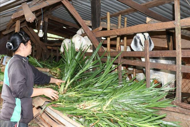 Một gia đình ở thôn 9, xã Đắc Ơ (Bù Gia Mập, Bình Phước) thoát nghèo nhờ vay vốn trồng rau xanh và nuôi dê sinh sản. Ảnh: Sỹ Tuyên - TTXVN Giảm nghèo vùng đồng bào dân tộc thiểu số: Trao cần câu hơn trao xâu cá ảnh 1