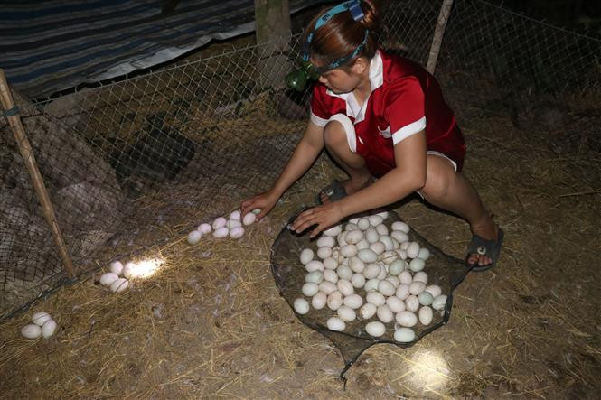 Nuôi vịt lấy trứng đem lại hiệu quả kinh tế cao. Ảnh: Nguyễn Văn Trí - TTXVN Thu lãi cao từ nuôi vịt lấy trứng ảnh 2