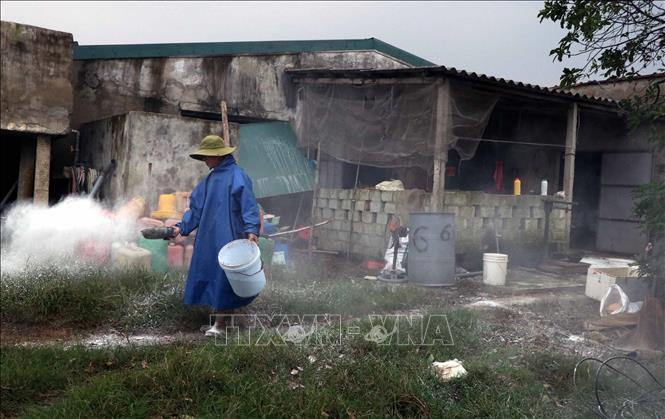 Hộ chăn nuôi rắc vôi bột diệt khuẩn, vệ sinh môi trường. Ảnh: Công Tường-TTXVN Hà Tĩnh tập trung phòng, chống dịch tả lợn châu Phi ảnh 3