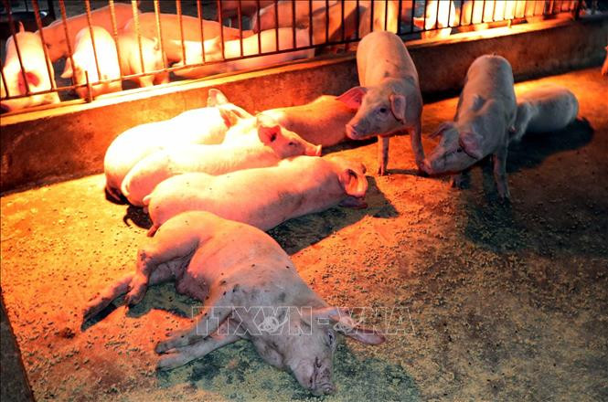 Lợn ốm, bỏ ăn và chết do dịch tả lợn Châu Phi tại hộ chăn nuôi ở xã Nam Phúc Thăng, huyện Cẩm Xuyên. Ảnh: Công Tường-TTXVN Hà Tĩnh tập trung phòng, chống dịch tả lợn châu Phi ảnh 1