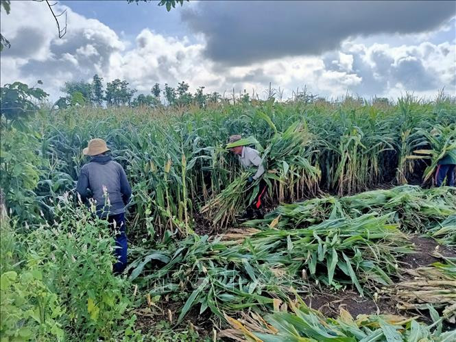 Gia đình ông Nguyễn Đình Hoan, ở thôn 5, xã Bình Trung, huyện Châu Đức với mô hình thu lãi khoảng 26 triệu đồng, cao hơn gần chục triệu đồng so với mô hình trồng ngô lấy hạt. Ảnh: Hoàng Nhị - TTXVN Nâng cao thu nhập từ trồng ngô lấy thân xuất khẩu ở huyện Châu Đức ảnh 1