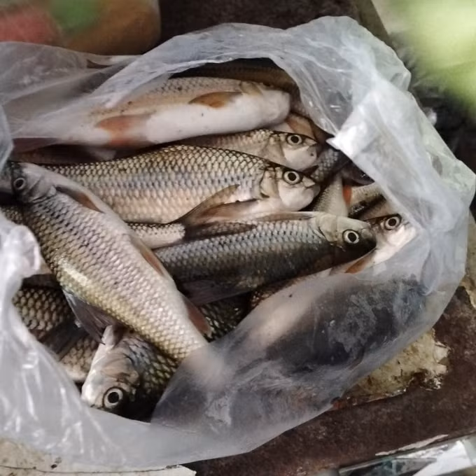 Quảng Nam làm rõ việc cá chết hàng loạt trên sông Nước Bươu ảnh 1