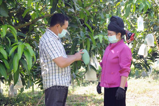 Ông Hà Văn Sơn (bên trái), Giám đốc Hợp tác xã nông nghiệp an toàn Chiềng Hặc, huyện Yên Châu cho biết, hiện nay, quy trình sản xuất xoài của hợp tác xã thực hiện theo hướng hữu cơ, áp dụng theo tiêu chuẩn VietGAP và đúng quy trình mã vùng trồng để phục vụ xuất khẩu. Ảnh: Quang Quyết-TTXVN Gia tăng giá trị cho sản phẩm xoài Yên Châu ảnh 3