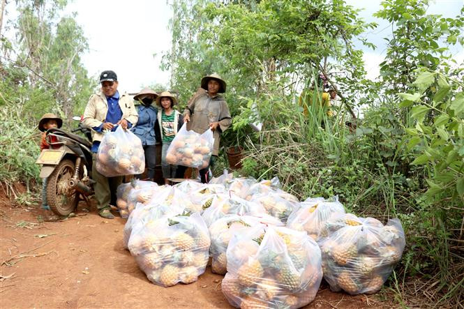 Trong ảnh: Người trồng dứa ở huyện Mang Yang (tỉnh Gia Lai) “hụt hơi” vì thiếu nơi tiêu thụ sản phẩm. Ảnh: Quang Thái- TTXVN Nông dân trồng dứa ở Gia Lai “hụt hơi” vì thiếu nơi tiêu thụ ảnh 2