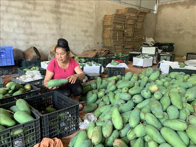 Phân loại xoài tượng da xanh. Ảnh: Hữu Quyết - TTXVN Sơn La: Hướng đến sản xuất nông nghiệp hữu cơ ảnh 1