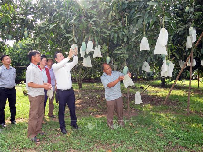 Mô hình trồng xoài hữu cơ của Hợp tác xã nông nghiệp an toàn Chiềng Hặc, huyện Yên Châu, tỉnh Sơn La. Ảnh: Hữu Quyết - TTXVN Sơn La: Hướng đến sản xuất nông nghiệp hữu cơ ảnh 2