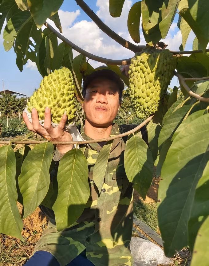 Sơn La nâng tầm thương hiệu na Mai Sơn ảnh 1