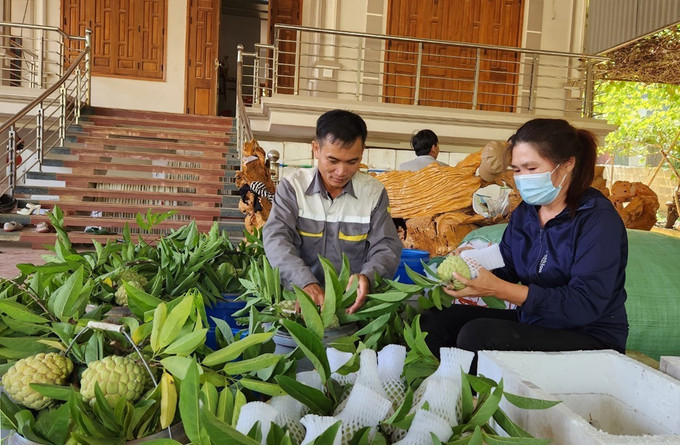 Một hộ dân ở xã Cò Nòi đóng gói sản phẩm na sau thu hoạch. Ảnh: Nguyễn Cường - TTXVN Sơn La nâng tầm thương hiệu na Mai Sơn ảnh 3
