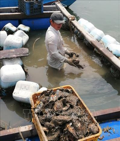 Thu hoạch hàu nuôi. Ảnh: Hoàng Nhị - TTXVN Liên kết phát triển nghề nuôi nhuyễn thể ảnh 1