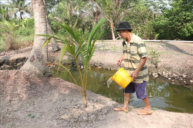 Vườn dừa bị sâu đầu đen tấn công gây hại. Ảnh: Công Trí-TTXVN Phòng trừ sâu đầu đen hại dừa bằng các giải pháp sinh học ảnh 3