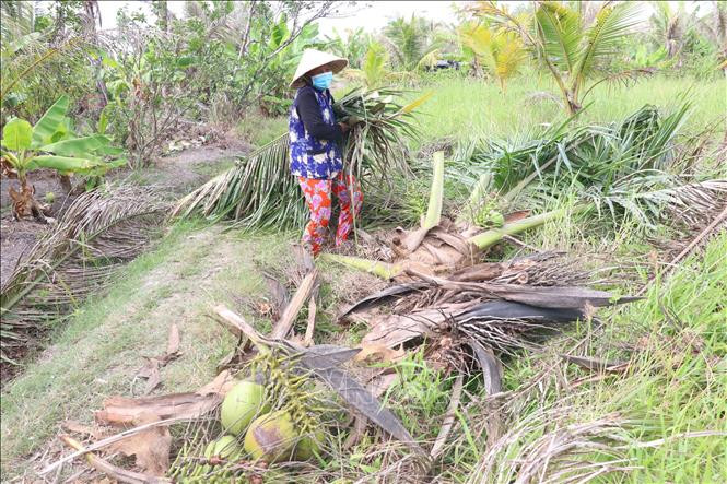 Người dân xã Hữu Định, huyện Châu Thành, tỉnh Bến Tre phá bỏ vườn dừa bị sâu đầu đen tấn công. Ảnh: Công Trí-TTXVN Phòng trừ sâu đầu đen hại dừa bằng các giải pháp sinh học ảnh 2