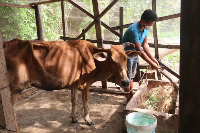 Gia đình anh Thạch Nhựt ở ấp Giồng Lức, xã Đa Lộc, huyện Châu Thành (Trà Vinh) thoát nghèo nhờ được hỗ trợ 300 mét vuông đất ở, vay vốn ưu đãi 50 triệu đồng xây nhà và được hỗ trợ 1 con bò để tăng gia sản xuất. Ảnh: Thanh Hòa - TTXVN Trà Vinh giải ngân trên 38 tỷ đồng xây dựng nhà ở cho hộ nghèo ảnh 1
