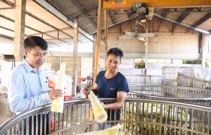 Hiệu quả từ liên kết giữa sản xuất và tiêu thụ măng tre Bát Độ ảnh 3
