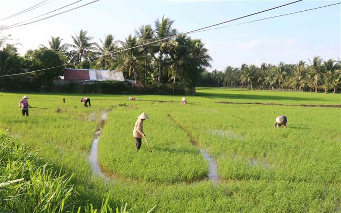 Nông dân huyện Tiểu Cần cấy dặm lúa Hè Thu. Ảnh: Thanh Hòa- TTXVN Trà Vinh phát triển nông nghiệp theo thế mạnh 4 tiểu vùng ảnh 1