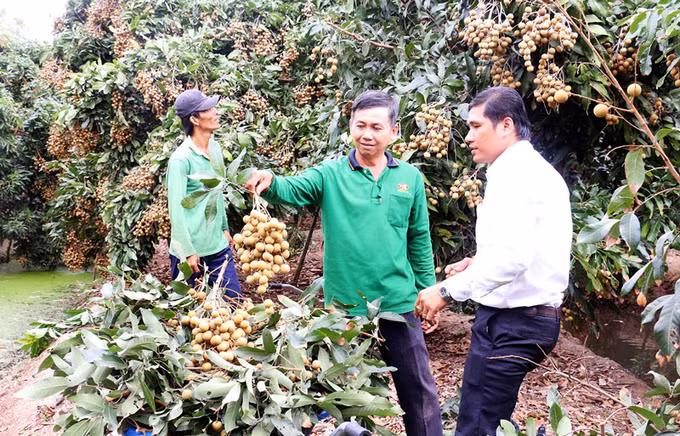 Anh Nguyễn Hữu Thanh trở thành tỷ phú từ trồng nhãn Ido ảnh 1