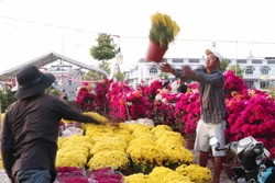 Rộn ràng chợ hoa Cần Thơ ngày cận Tết