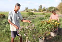 Ông Danh Ét kiểm tra chất lượng phát triển của hoa trước khi xuất ra thị trường Tết.