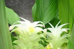 Kỹ thuật trồng và bón phân cho cây nghệ