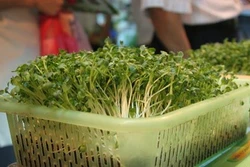 Cách trồng rau mầm không cần giá thể