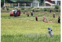 An Giang tập trung cứu lúa Hè Thu bị ngập và thi công nhanh các công trình thủy lợi