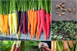 Trồng cà rốt 7 màu giúp vườn nhà đẹp và nhiều dinh dưỡng