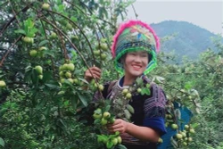 Động lực giúp người dân vươn lên thoát nghèo ở huyện vùng cao Mù Cang Chải