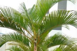 Kĩ thuật trồng cau cảnh
