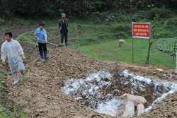 Đồng loạt các giải pháp khống chế dịch tả lợn châu Phi
