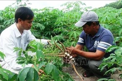 Phú Yên khuyến cáo nông dân không chuyển trồng keo sang trồng sắn
