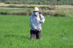 Thanh Hóa phòng trừ sâu bệnh gây hại cho lúa