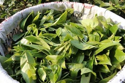 Mở rộng mô hình sản xuất chè an toàn ở xã vùng cao Bảo Hưng