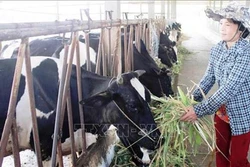 Dự án chăn nuôi 20.000 con bò sữa sẽ được triển khai tại Quảng Ninh