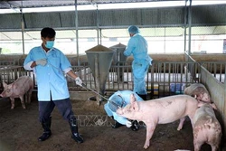 Thêm địa phương có dịch tả lợn châu Phi ở Ninh Thuận