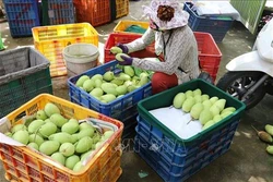 Huyện Cái Bè ứng dụng công nghệ phát triển vườn cây đặc sản vùng ngập lũ