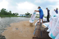 Phòng bệnh cho cá trong thời điểm giao mùa