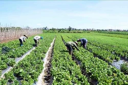 Hiệu quả từ những mô hình sản xuất rau an toàn tập trung ở Thanh Hóa